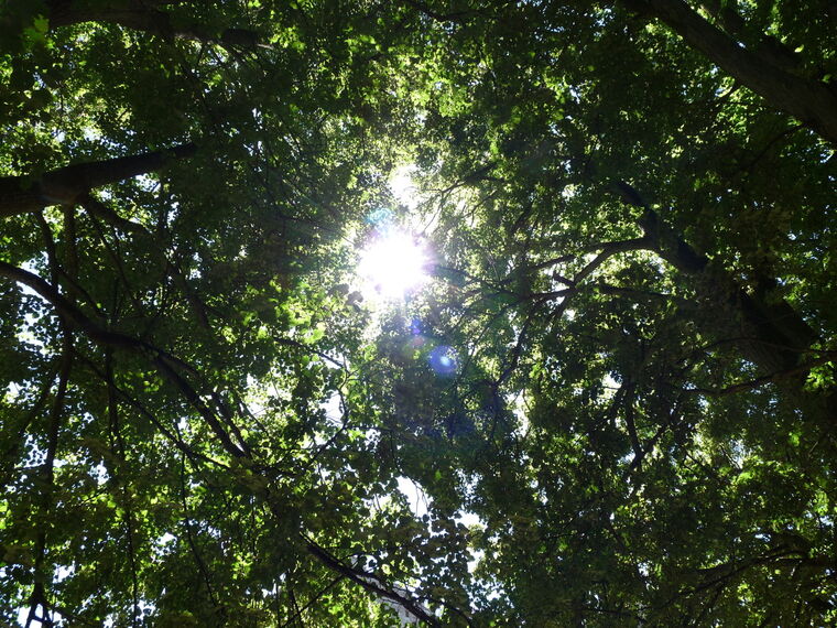 Themenbild Unter den Linden