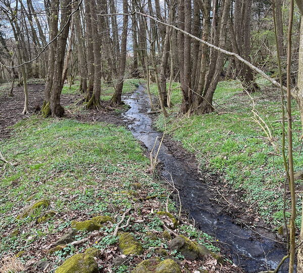 Bachverlauf des neuen Quellbachs