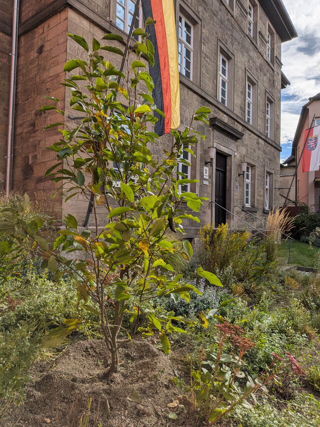 Baumpflanzung Amtsgericht Hünfeld