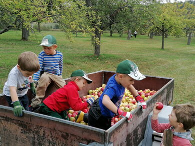 Die Brensbacher Waldfüchse ernten Äpfel auf der Streuobstwiese © ifok GmbH