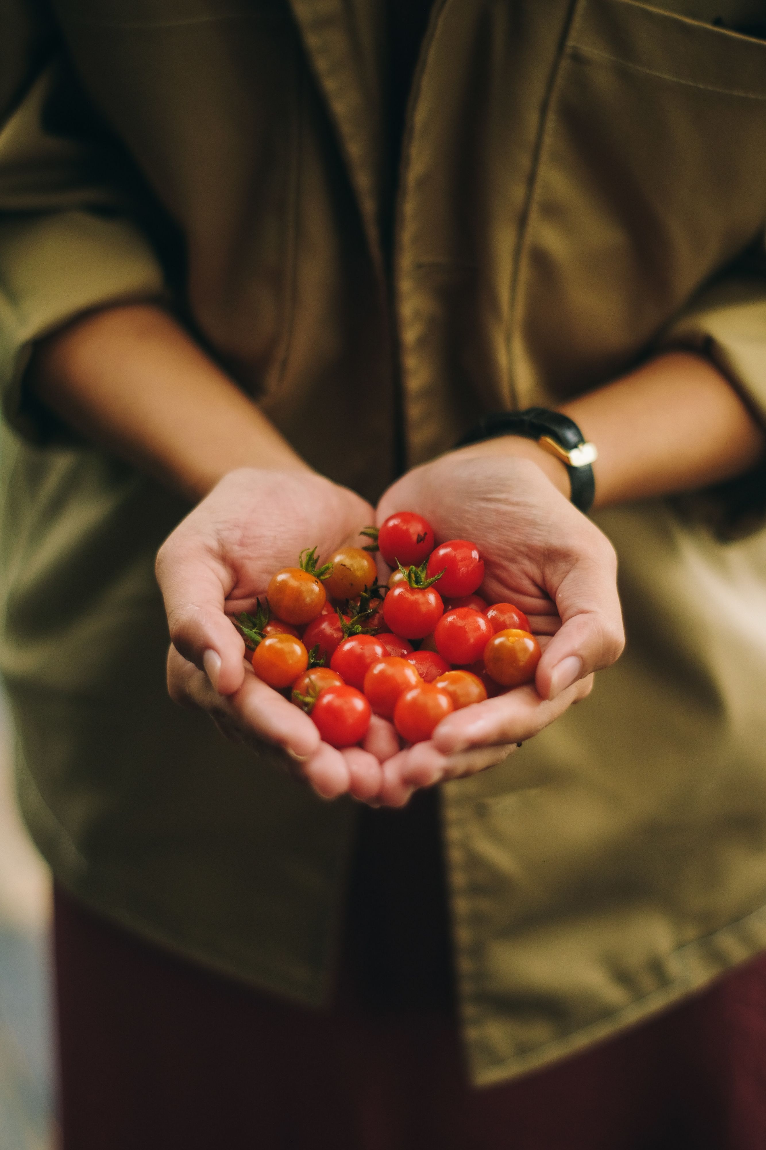 Eine Person hält kleine Tomaten in den Händen