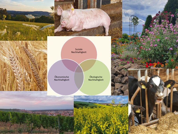 Collage Naturbilder und Dimensionen der Nachhaltigkeit